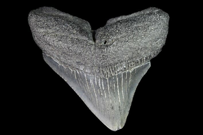 Juvenile Megalodon Tooth - Georgia #99150
